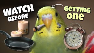 Things You Should Consider Before Getting a Budgie⚠️