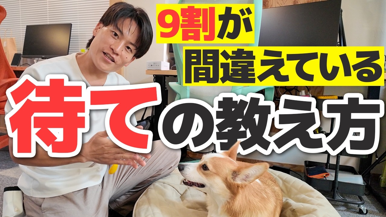 実践動画】「待て」の教え方、ほとんどの人が間違えています｜おっとり
