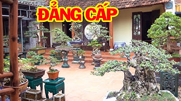 Từ cây bê tay đến cây khủng đều đẳng cấp giá tiền vừa phải - beautiful bonsai trees, pine tree
