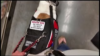 Service dog - foward momentum/counter balance training in Petco