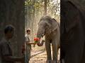 Billionaire Elephant Luxury Life 🐘💰#facts #shortvideo #trendingshorts