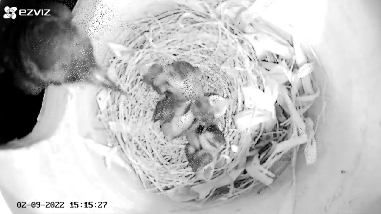 Perkembangan anak murai batu usia 0 sampai 12 hari