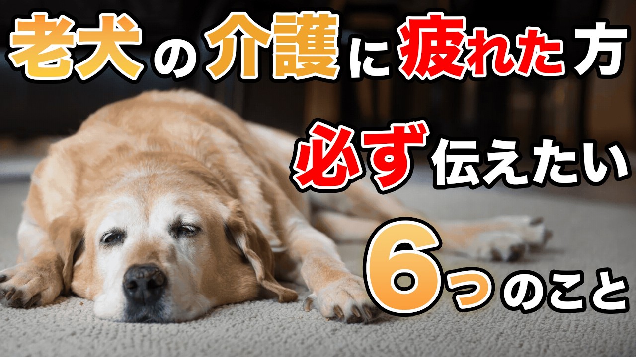 老犬介護に疲れた方必ず伝えたい６つのこと