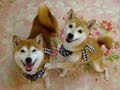 「なんでやねん！」の始まり　柴犬ひかりといちご Two Shibas "NANDEYANEN"