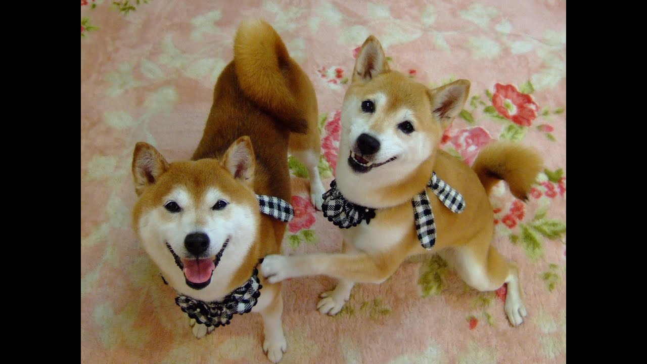 なんでやねん の始まり 柴犬ひかりといちご Two Shibas Nandeyanen Youtube