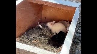 Rabbit kits are 2 weeks old, time to clean out the nesting box!