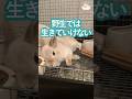 野生では生きていけないうさぎ　#shorts