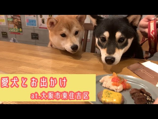 柴犬姉妹】大阪市東住吉区にある【グーグーカフェ】で愛犬とランチ