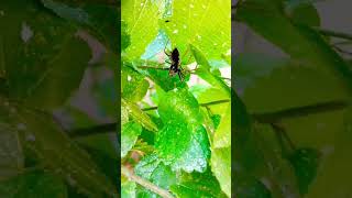 Mysterious Insect Not Sure What It Is