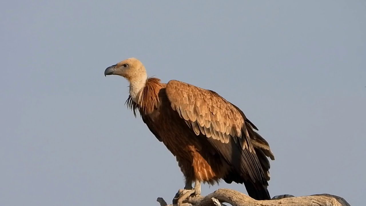 Eurasian Griffon vulture bird