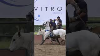 #vaquejadaaovivo #shortviral #vaqueirama #vaquejada #vidadegado #sertão #abqm #horse #viral #feeds