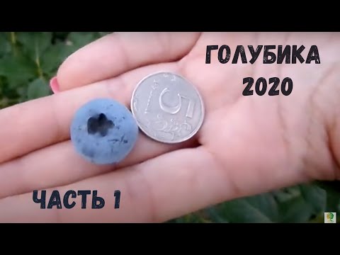 Наша голубика. Разные сорта. Лето 2020