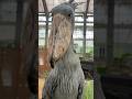 今日のおはようふたば(2026.6.23)【掛川花鳥園公式】