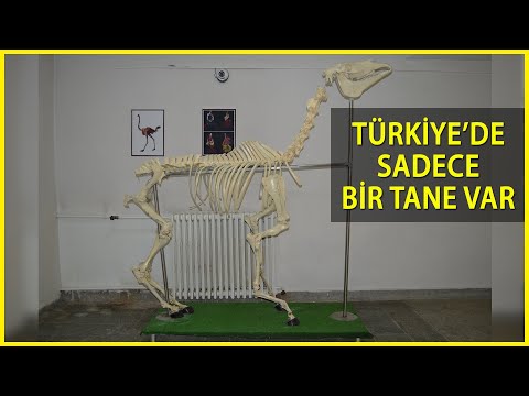 Türkiye'nin Tek Zürafa İskeleti, Elazığ'daki Anatomi Müzesi'nde