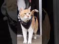 最後の威圧ポーズなんなの【歌舞伎シリーズ】 #元野良猫チャチャ #ねこ #cat #ネコ #猫 #猫武将 #猫侍