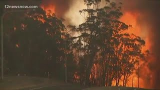 Australia Wildfires Kill Nearly Half Billion Animals, Plants