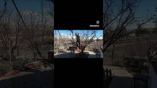 budama zamanından #energy #oleomac #palmera #stitch #stihl