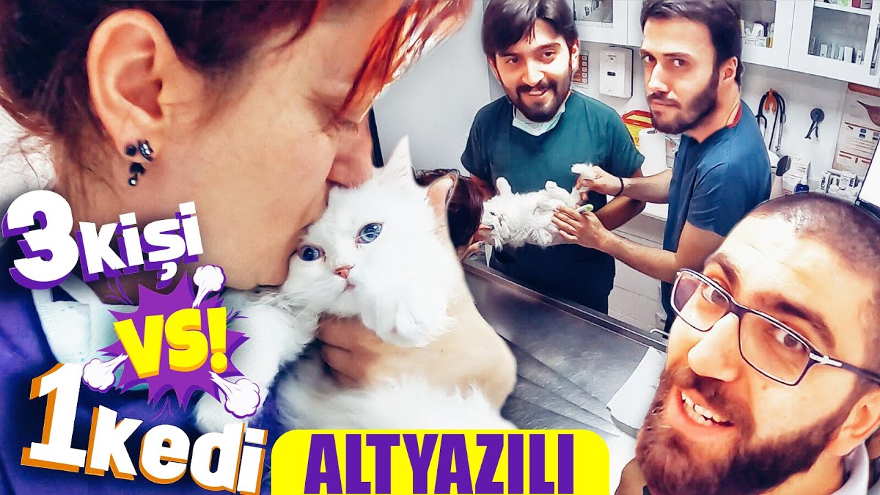 Yine Cildirdi Cakma Panter Kan Aldik Asi Yaptik Beyaz Yavru Kedi Isiniseverekyapanlar Youtube Kedi Yavru Kediler Panter