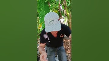 Câu rắn mối miền tây, quá hấp dẫn @phuoctongmientay