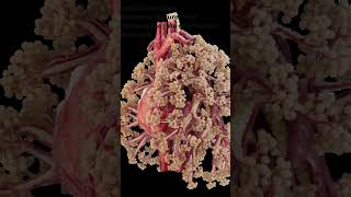 061022 MJ25 Q6State two features that increase the rate of diffusion in alveoli Large surface area +