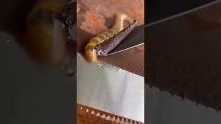 Full Rust Dissolves Instantly! 🤯 Satisfying Chemical Clean Guide