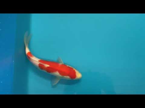 GK-3553 - Kohaku - Hiroi/Connias