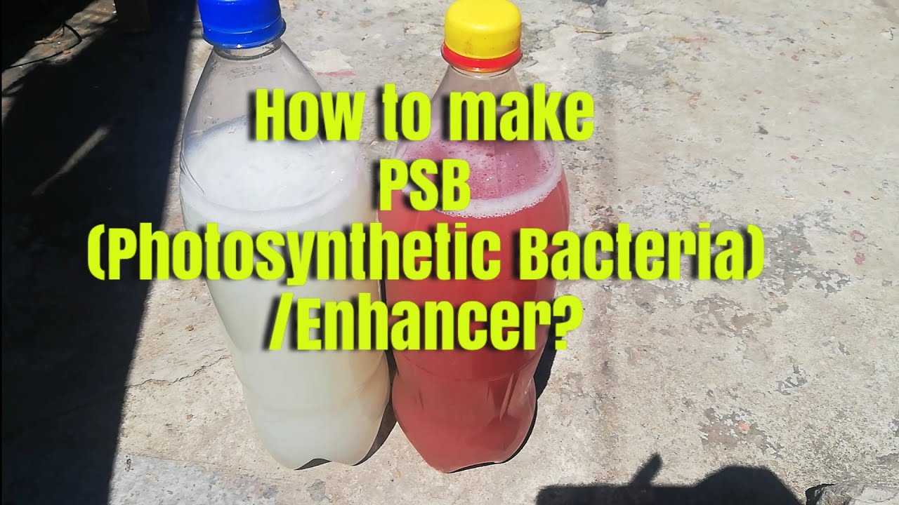 How to make PSB(Photosynthetic Bacteria)/Enhancer