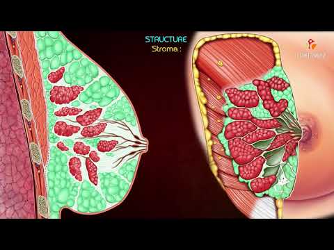 Videó: Mellcsatornák és Emlőmirigyek Anatómia, ábra és Funkció - Test Térképek