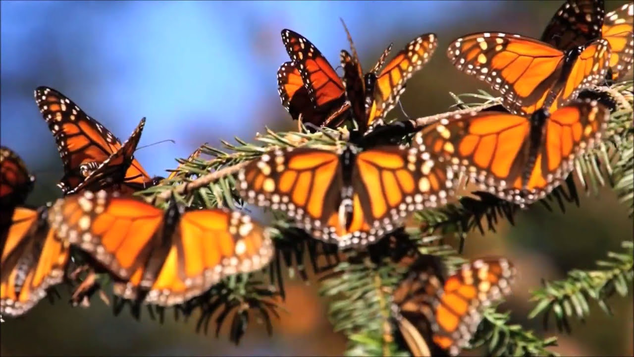 Ozric Tentacles Butterfly Garden YouTube