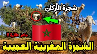 شجرة عجيبة لا تنمو الا في المغرب و تعيش الماعز بين أغصانها (شجرة الاركان) !!