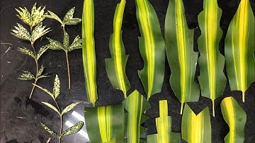 Cách tỉa lá lan, lá thiết mộc lan, lá trúc đốm | hướng dẫn tạo hình các loại lá dùng trong cắm hoa