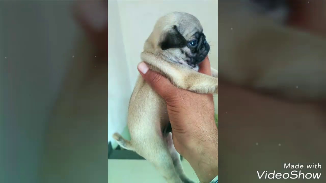 Pets best quality sale Kawaljeet Bawa pet shop® at Amritsar punjab