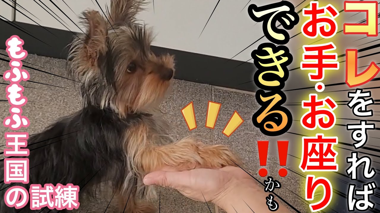 【ヨーキー覚醒】むぎ、しつけデビューで大奮闘!?（お手・お座り編）
