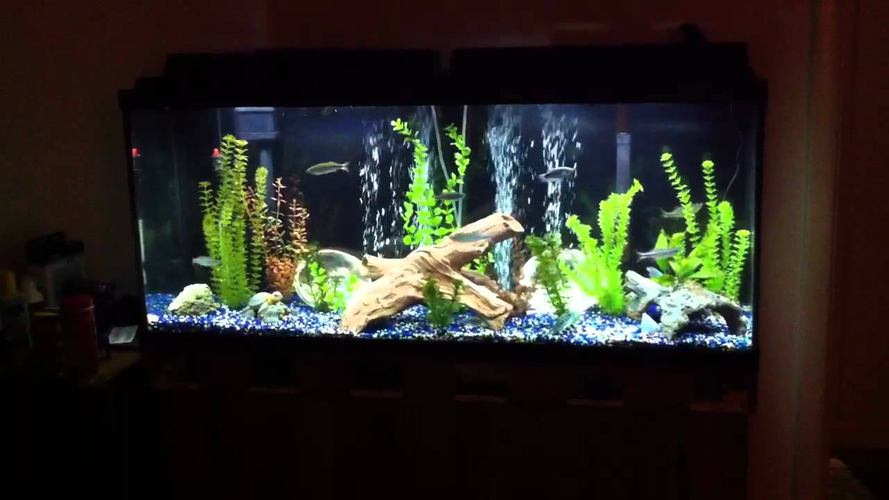 New background for my Top Fin 55 Gallon Aquarium 