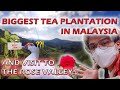 BIGGEST Tea Plantation in Malaysia and a Visit to the Rose Valley! - Trip to Cameron Highlands!