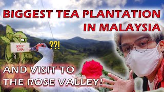 BIGGEST Tea Plantation in Malaysia and a Visit to the Rose Valley! - Trip to Cameron Highlands!