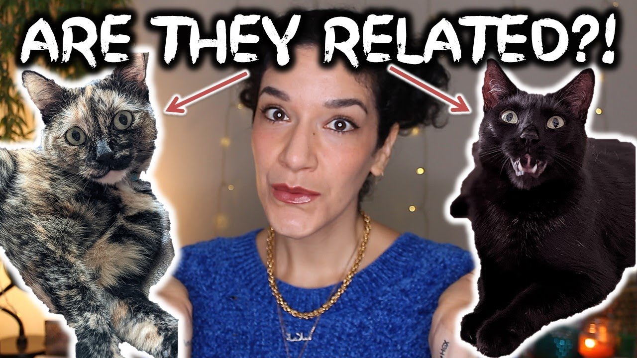 Finding out my rescue cats' DNA Health & Breed test! Are they sisters?! 🙀 (short version)