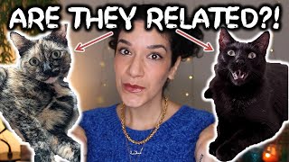 Finding out my rescue cats' DNA Health & Breed test! Are they sisters! 🙀 (short version)