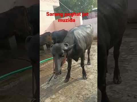 mentu prdhan ji.jat.muzida.4daat.bacha.full.maste