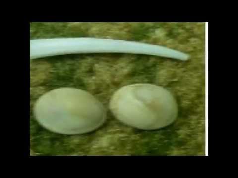 خرزة الحية 07726003141 