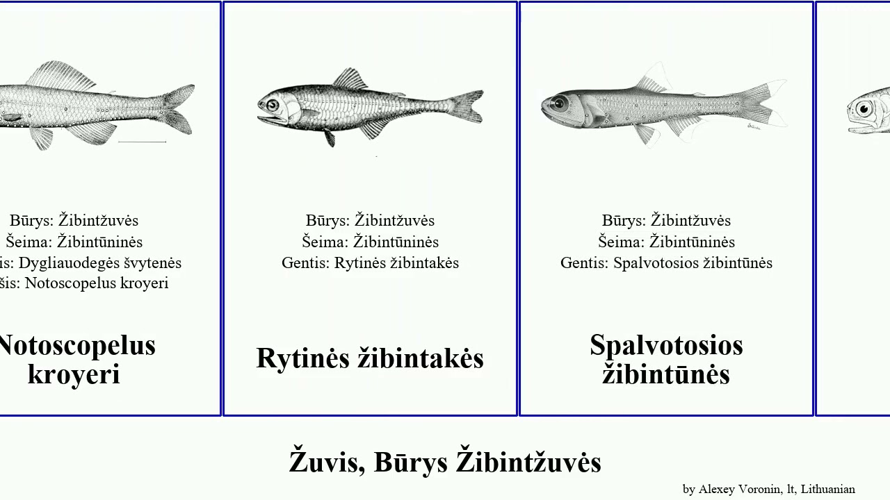Žuvis, Būrys Žibintžuvės fish žibintūnės Žibakės North Sound Žibintžuvinės lt. kroyeri Society