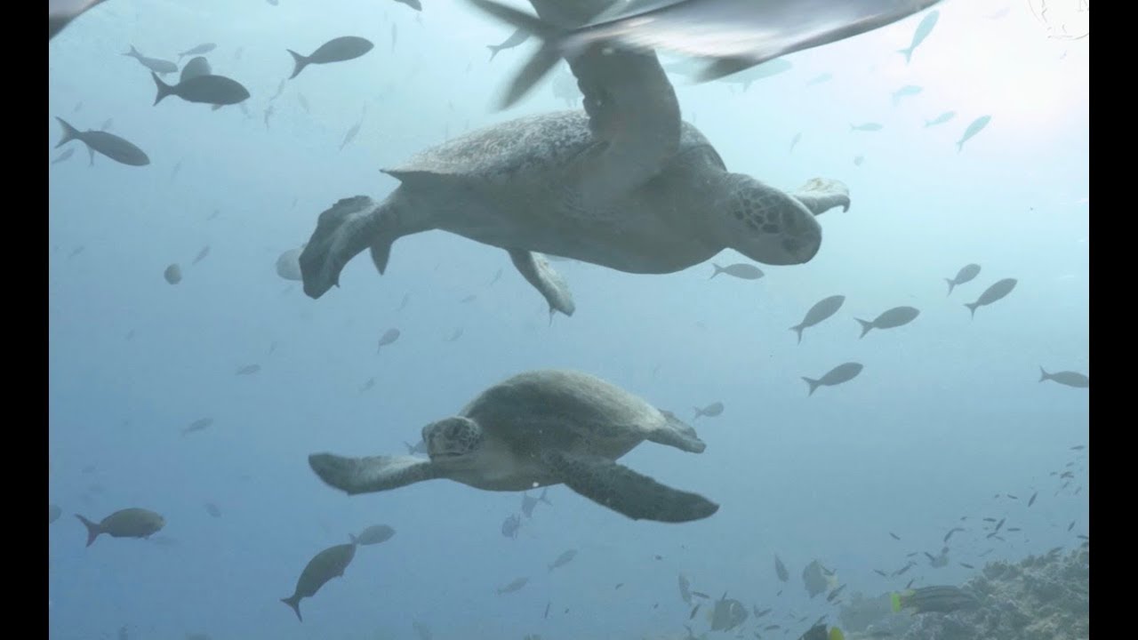 Galapagos Sky 3 min promotional video UNBRANDED 2017