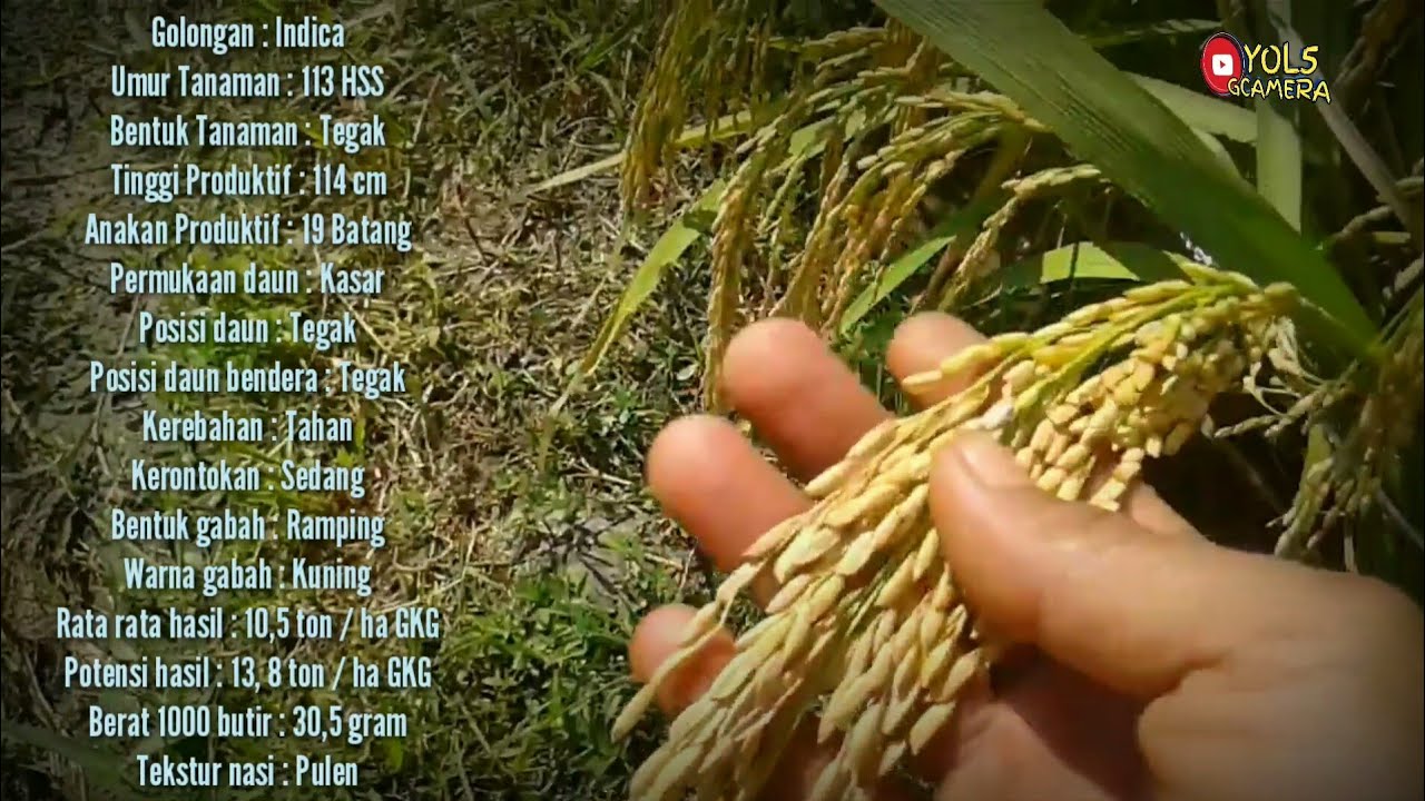 Bibit dan benih padi unggul hibrida 2022 perbedaan nya 