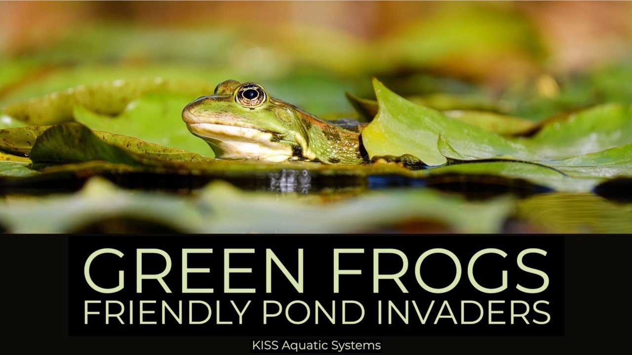 Green Frogs: Friendly Pond Invaders