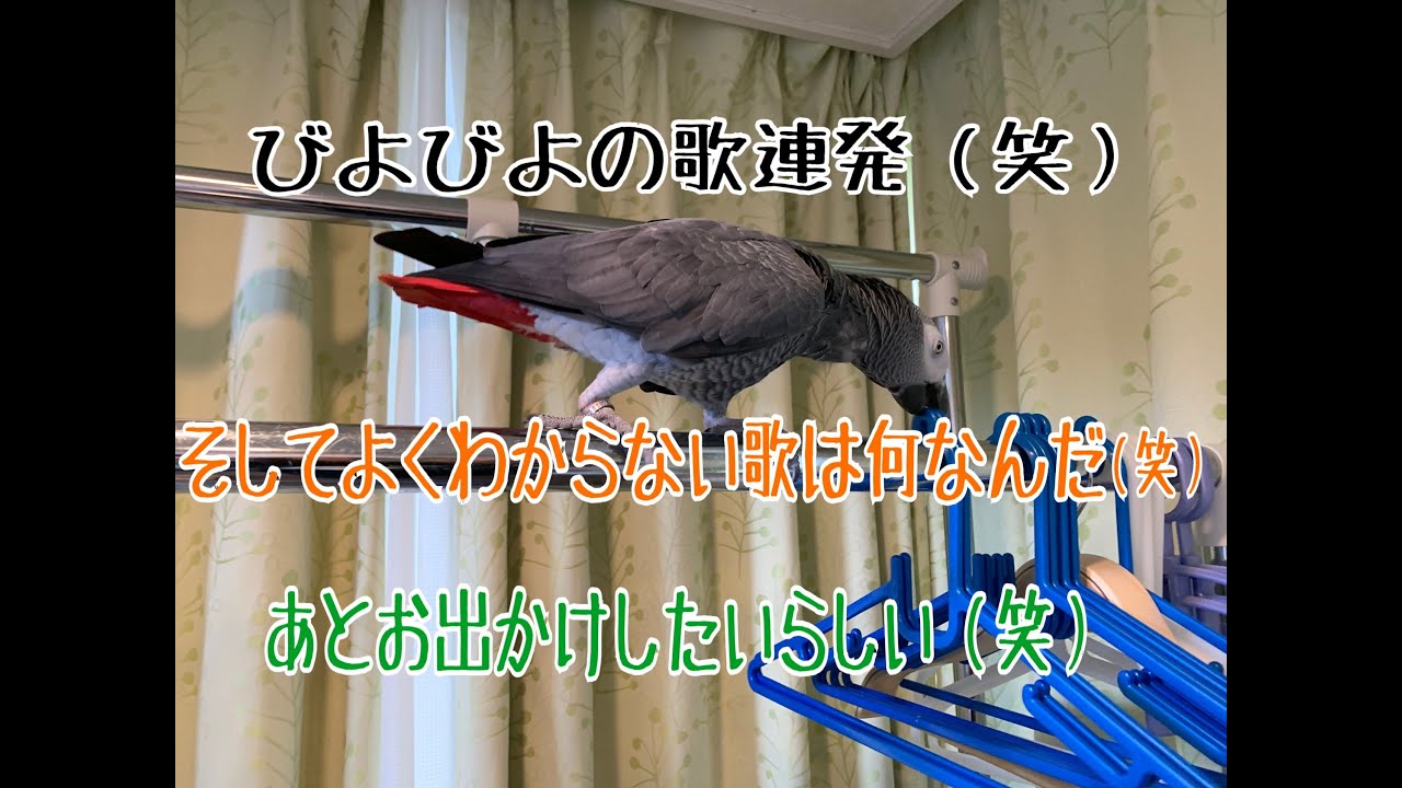 びよびよの歌連発 笑 そしてよくわからない歌は何なんだ 笑 あとお出かけしたいらしい 笑 ヨウムのるいちゃん Youtube