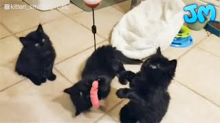 Rescue 3 Fluffy Black Kittens Who're So Adorable And Sweet