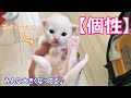 【子猫の成長記録】マンチカンの子猫達の特徴についての件 ∼猫のいる生活Vol.37∼ マンチカン短足・ミヌエット・ペルシャ猫専門ブリーダー『ペット蔵人』