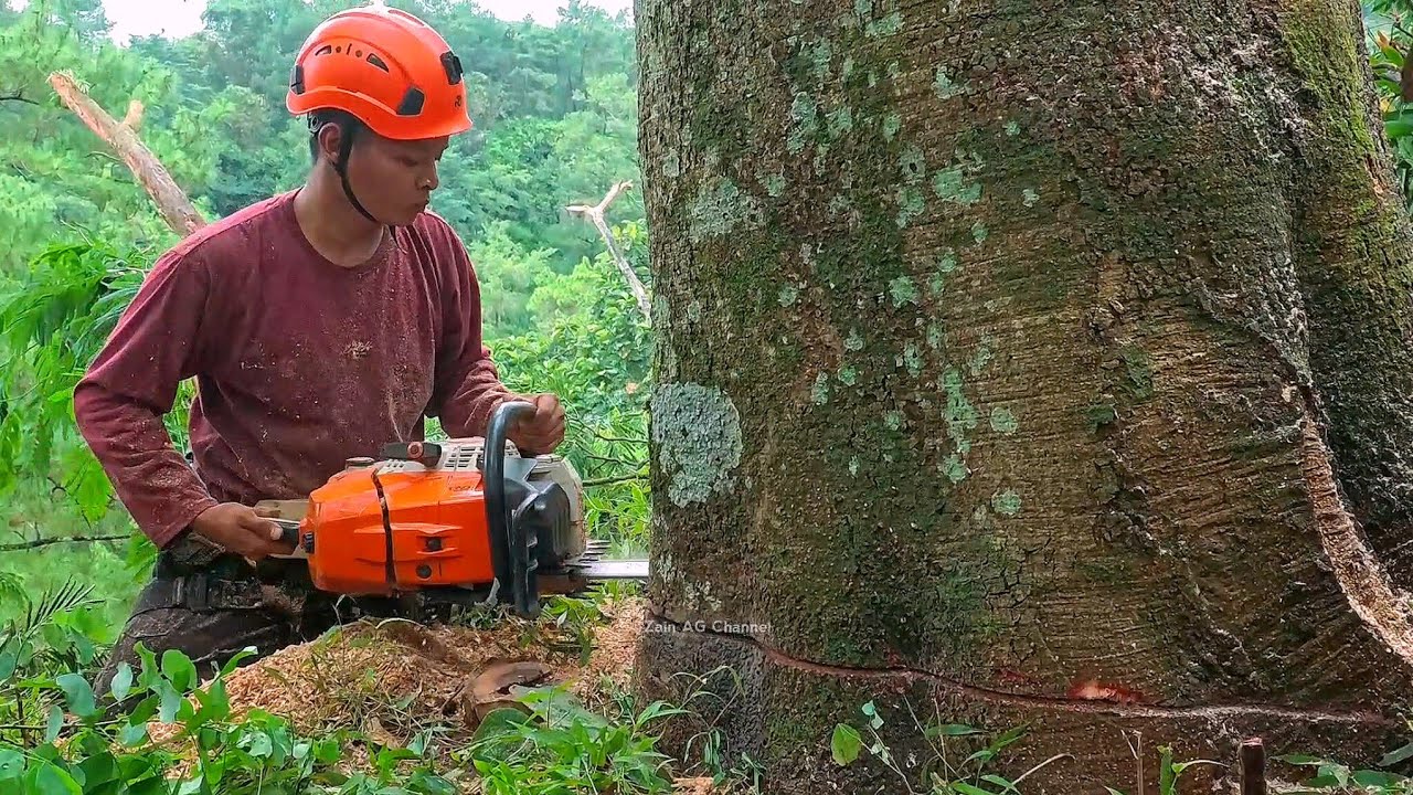 Превосходно!‼️Высокое дерево альбасии в прекрасных и безмятежных горах.