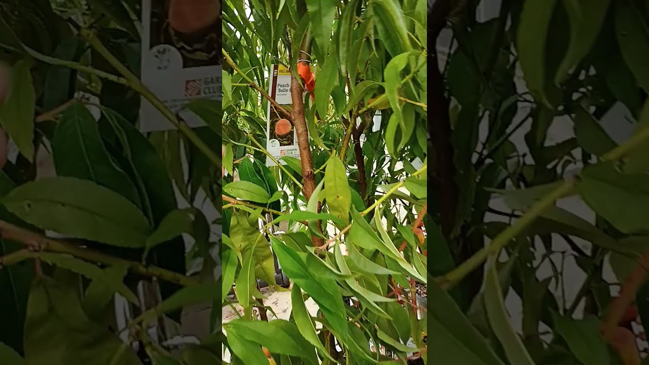 FRUIT TREES ARE BACK AT HOME DEPOT!