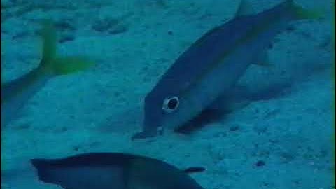 NOVA: City of Coral (1983) 🪸🐠 | Life Beneath the Waves